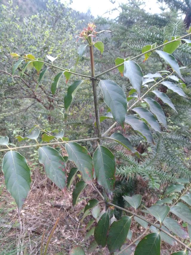 钩藤生态栽培技术要点