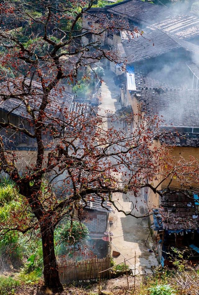 有院子，就栽7种树，“老祖宗”诚不欺我