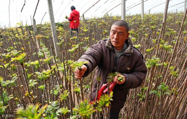 香椿芽菜受欢迎，如何栽种香椿芽菜？