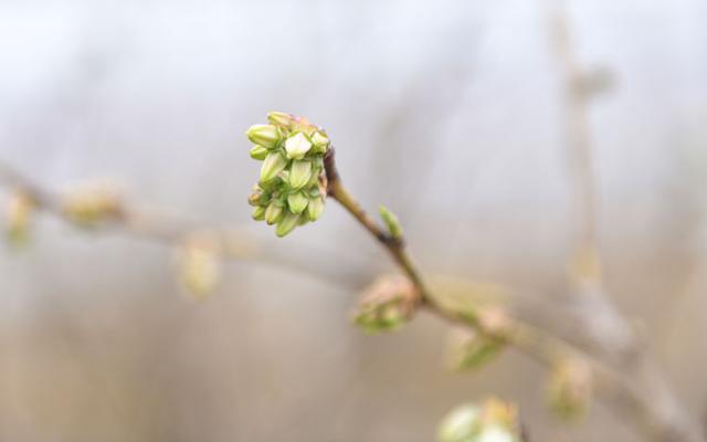 洁白透亮花香阵阵 临沂临沭蓝莓花开为春天增添别样景色