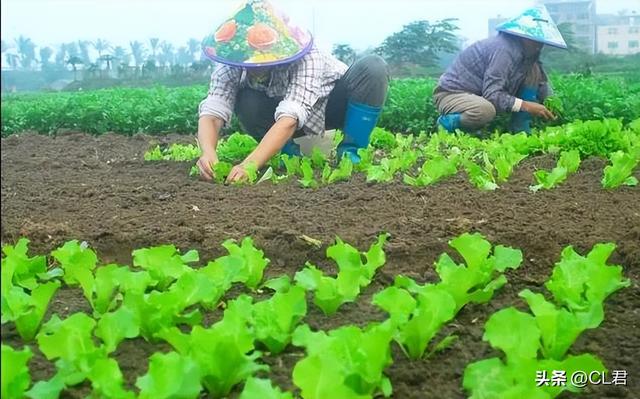 立秋之后，6种菜可以种植，简单易管理，11月采收，菜农不要错过