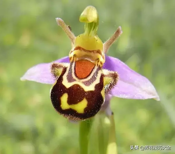 15种长成妖精的奇花异草，见过4种以上就是大神