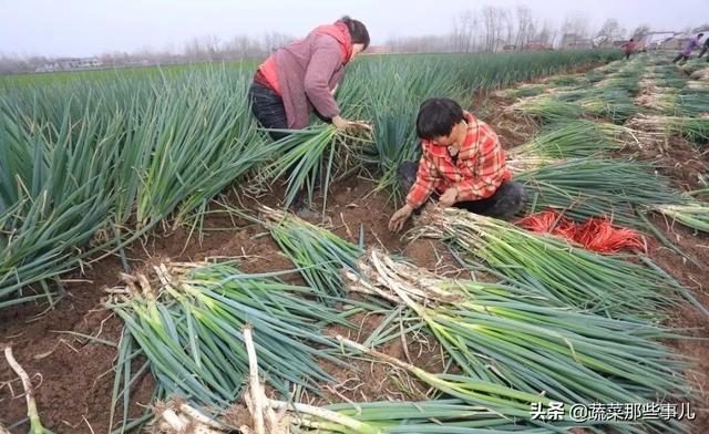 大葱种植找工难、用工贵，咋解决？