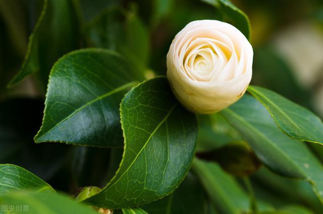 茶花的种植在什么时候好？播种和扦插不一样哦