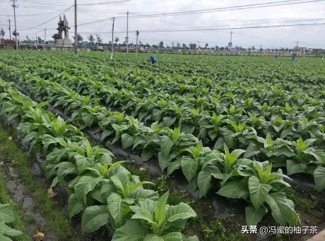 在烟叶种植过程中，土壤以及气候条件提高后，能否提高烟叶质量？