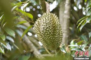 中国有种植榴莲吗(海南榴莲虽遇寒潮难挡种植热情)