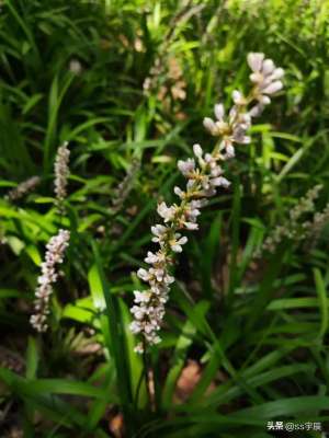 种植麦冬怎样(形似兰花却非兰花——阔叶山麦冬如何养护)