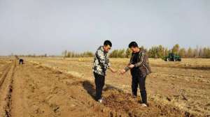 通辽市中药材种植(千亩黄芪采收忙 致富路上飘药香)