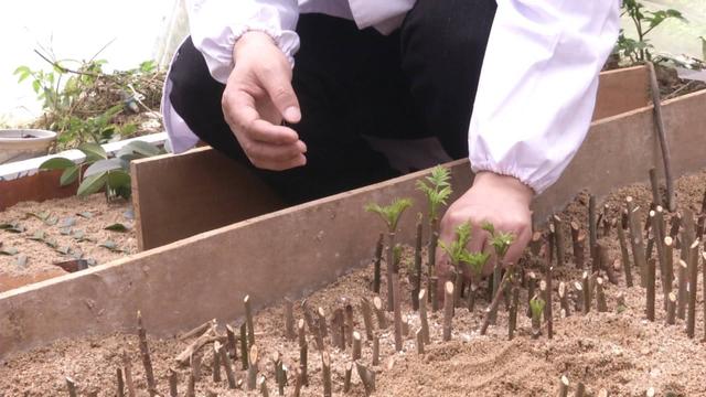 贵过车厘子的香椿，1亩赚1万元，每天采100斤不愁销！大哥种了20亩，有眼光