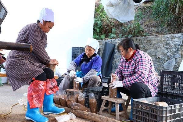 三都：灵芝种植助农致富