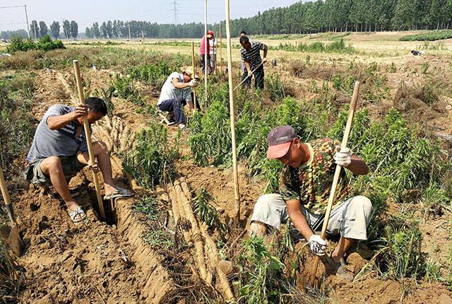 让山药长在模具里！这个山药种植新模式，方便、简单还高产