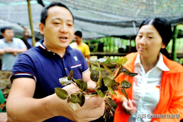 名贵中草药，可在林下套种，半年即可采收，一亩净利润达6万块