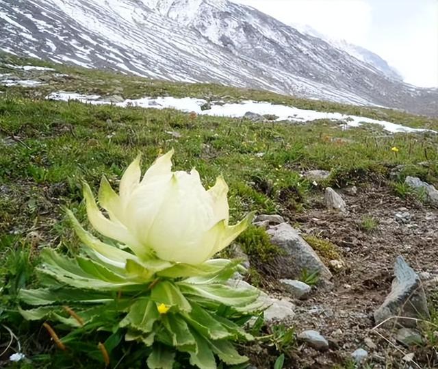 雪山上的“女神”，天山雪莲资源开发利用现状及可持续发展建议