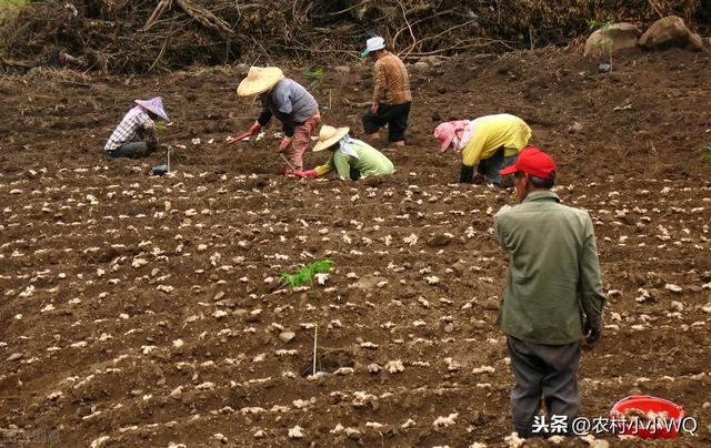 重庆渝北区，子姜大棚升温栽培技术，小编带你涨技术，可记好了