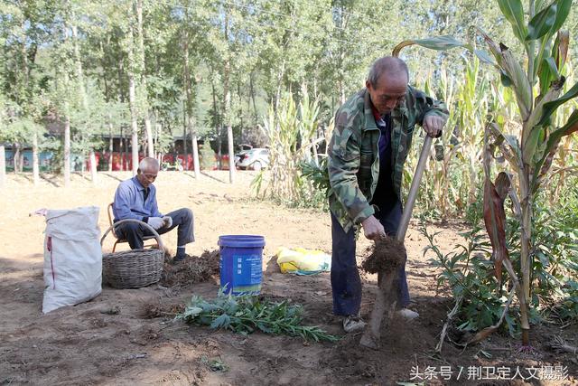 客商推广种植中药材“草乌”，农村6旬老人说第一年收入很意外