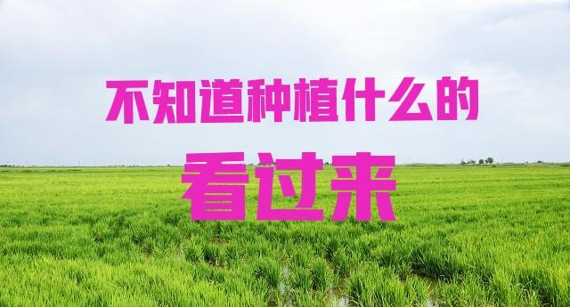 不知道种植什么能赚钱？中药材、水果、花卉都是不错的选择