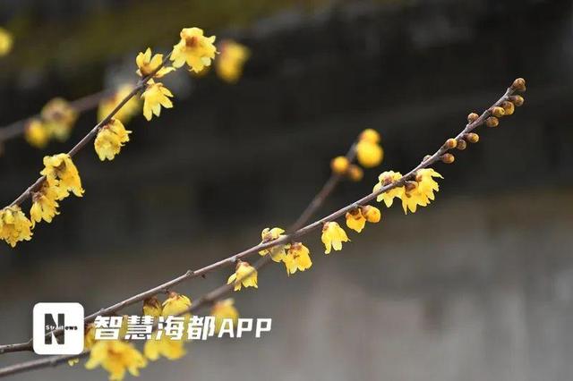 快看！福建这里的花都开好了，等你来！