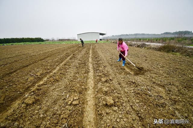 种植韭黄需要什么生长条件？掌握这5种方法，老菜农也会很羡慕你