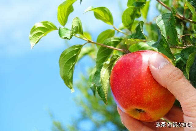 苹果无公害栽培革新，陕北地区无公害苹果种植技术，进来看看