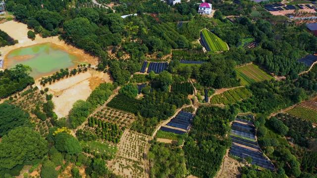 绿心里的家乡｜浏阳柏铃村：种植苗木是家家户户的祖传手艺