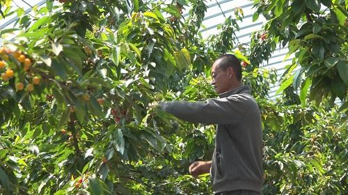 烟台莱州：樱桃种植成规模 村民种植效益好