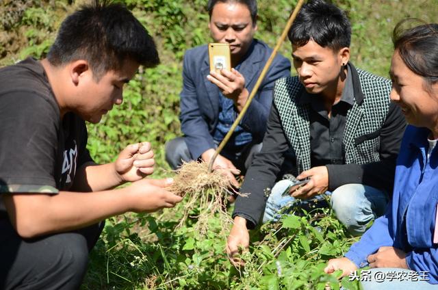 选好种植模式、改良土壤，再加上精细化管理，黄精也没那么难种