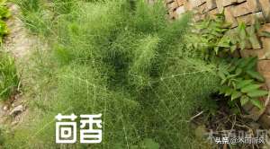 茴香菜如何种植(如何种植茴香，适宜几月份种植)