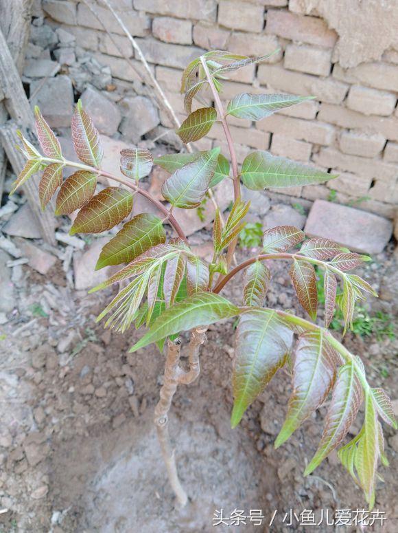 香椿也能当盆栽，买棵苗栽倒盆里，来年就能吃到香椿嫩芽