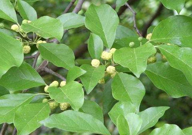 桑树营养苗培育圃的栽植技术，原来是这样，很多人方法不对