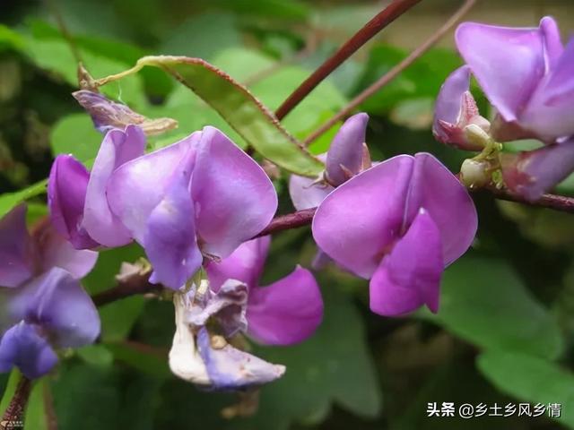 梅豆的种植时间和方法，夏种秋收，方法简单，随便一种就硕果累累