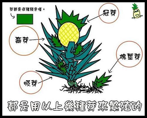 在家种植菠萝头，能否“开花结果”？教你一招，长出菠萝几率更大