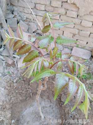 阳台种植香椿(香椿也能当盆栽，买棵苗栽倒盆里，来年就能吃到香椿嫩芽)