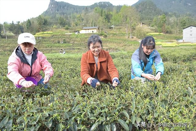 石柱：种植一片绿叶 “托起”一个特色产业