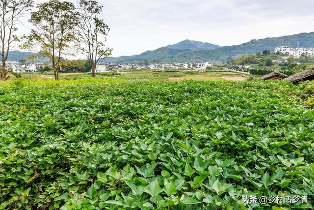 红薯不控旺、到老光长秧，伏天是关键，做好三点，红薯个大又高产