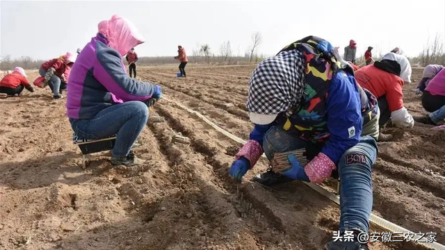 每亩纯利润6000元以上，它是40种大宗药材之一，适合哪些种植户