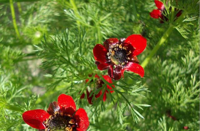 夏侧金盏花播种繁殖及病虫害防治栽培技术