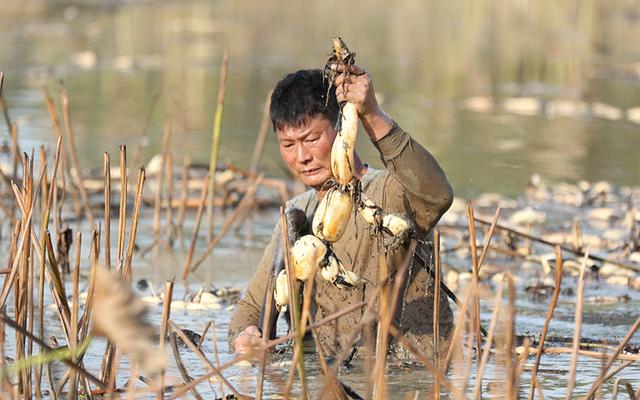 江西共青城：“藕”遇丰收季 农户采摘忙