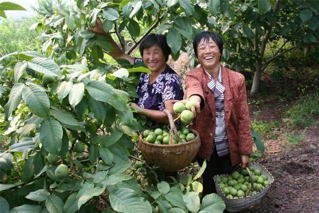 核桃优质高产，要懂得核桃树那点“小心思”，一文细说如何种核桃