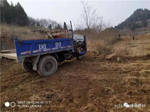 锦绣川办事处大力推进中草药种植 力促乡村振兴