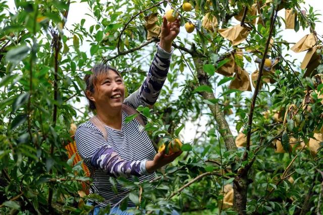 灵川：海洋乡黄金李喜迎丰收 甜蜜产业结出致富“金果”