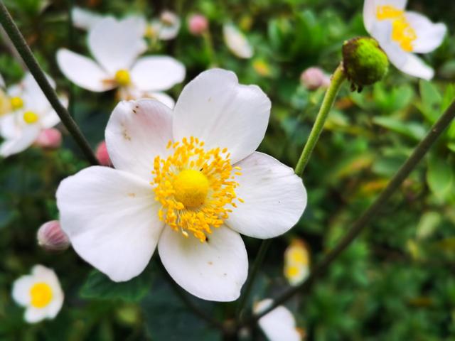 神奇的野棉花