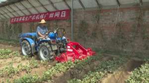 西瓜种植机械(​农机推广“田间日” 助力草莓、西瓜机械化生产)