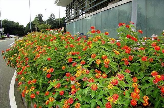 五种植物很“疯狂”，养一棵就泛滥，看着美，种的人却左右为难