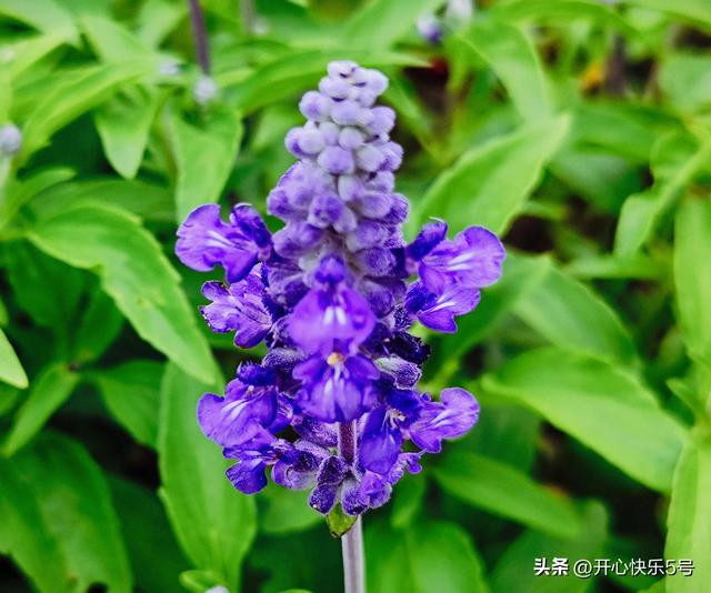 蓝花鼠尾草