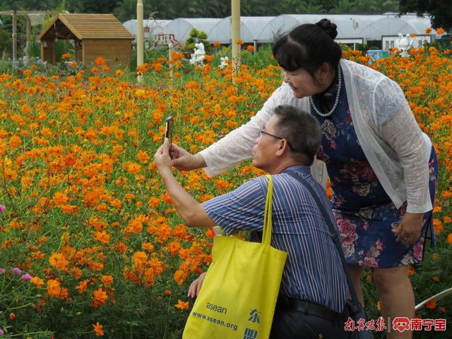 金色花海美不胜收！南宁花卉公园25万株硫华菊盛开