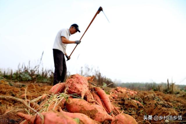 老爸一直用这个方法种植西瓜、甜瓜、地瓜等，高产好吃，卖价高