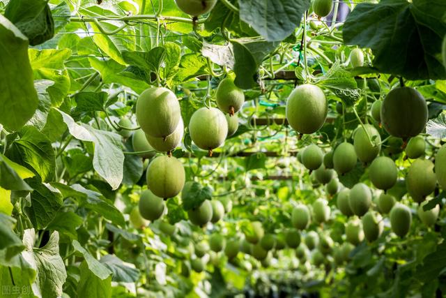 实用的大棚甜瓜种植技巧，学会了你也能轻松拿高产，建议收藏