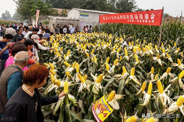 夏玉米啥时候播种穗大籽饱产量高？怎样播种才能亩产1700斤？