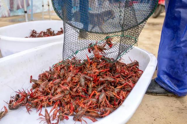 在江尾海头第一镇太仓，钓龙虾摘西瓜，寻找乡村里童年的暑假时光