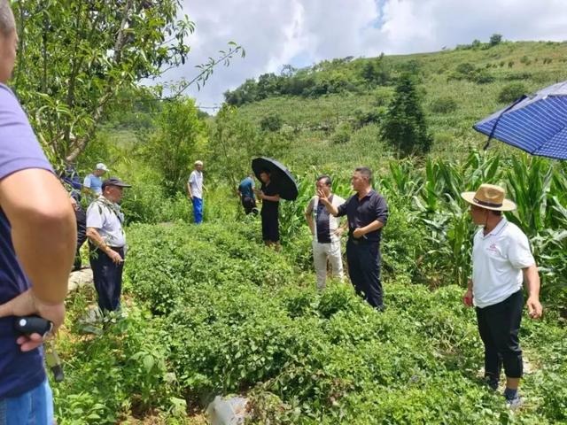 息烽县流长镇中药材种植项目投资签约成功